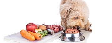 Understanding Raw Diets for Dogs: A Comprehensive Overview