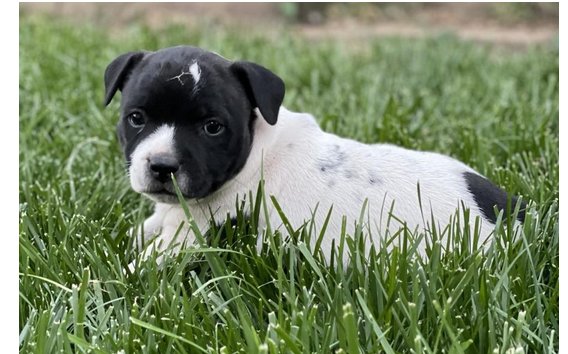 Finding Fur-ever Love: Staffordshire Bull Terrier for Sale Guide
