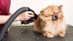 How to Choose the Right Dog Hair Dryer for Different Breeds and Coat Types