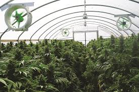 Essential Considerations for HVAC Design in Grow Rooms